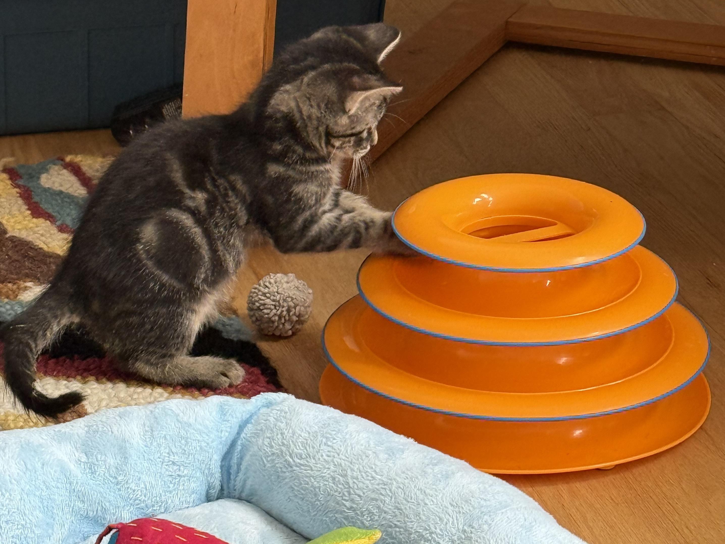 Enlarge Toblerone, a Adoptable Domestic Short Hair in San Francisco, CA image 2/6