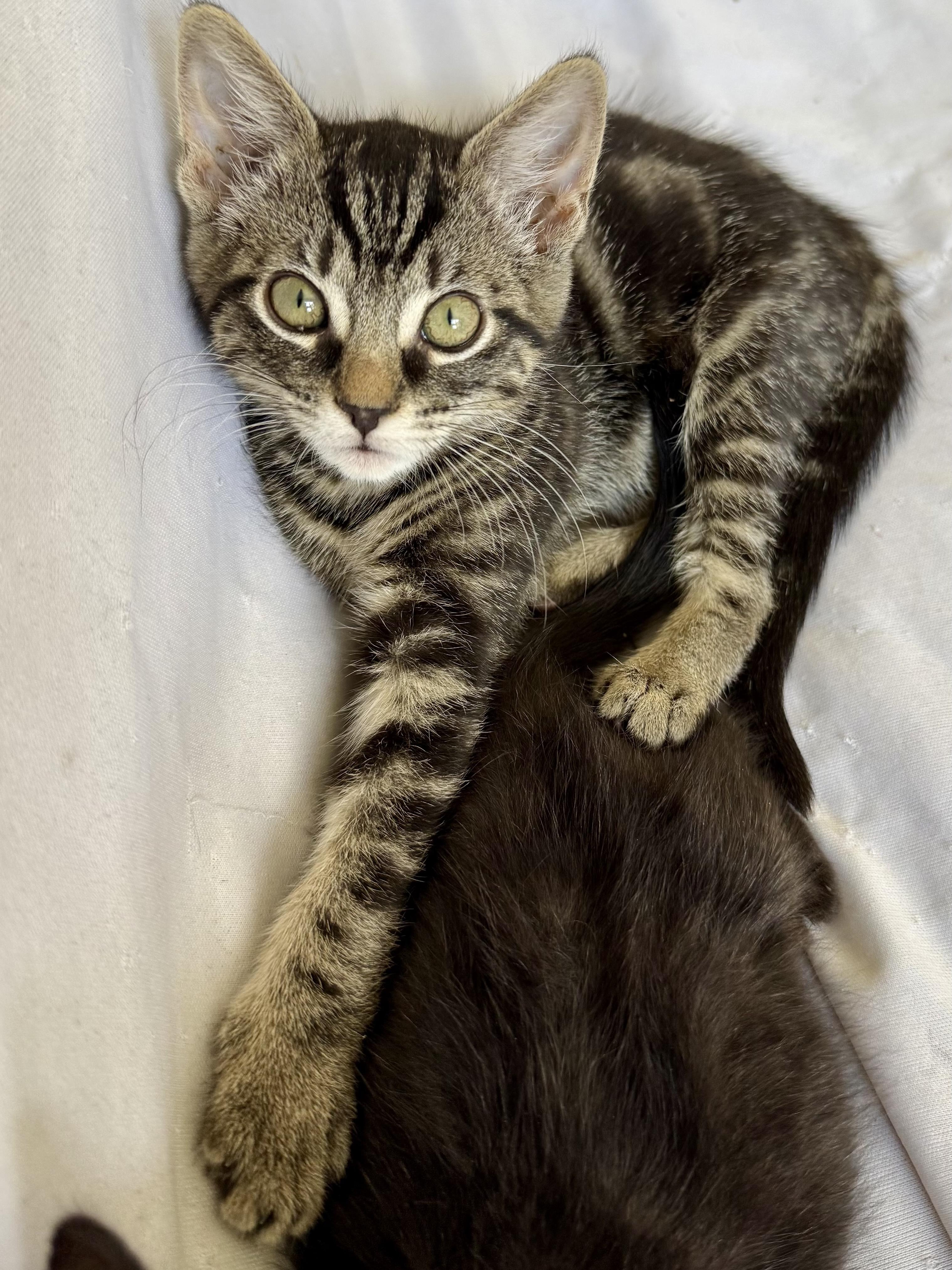 Enlarge Toblerone, a Adoptable Domestic Short Hair in San Francisco, CA image 3/6