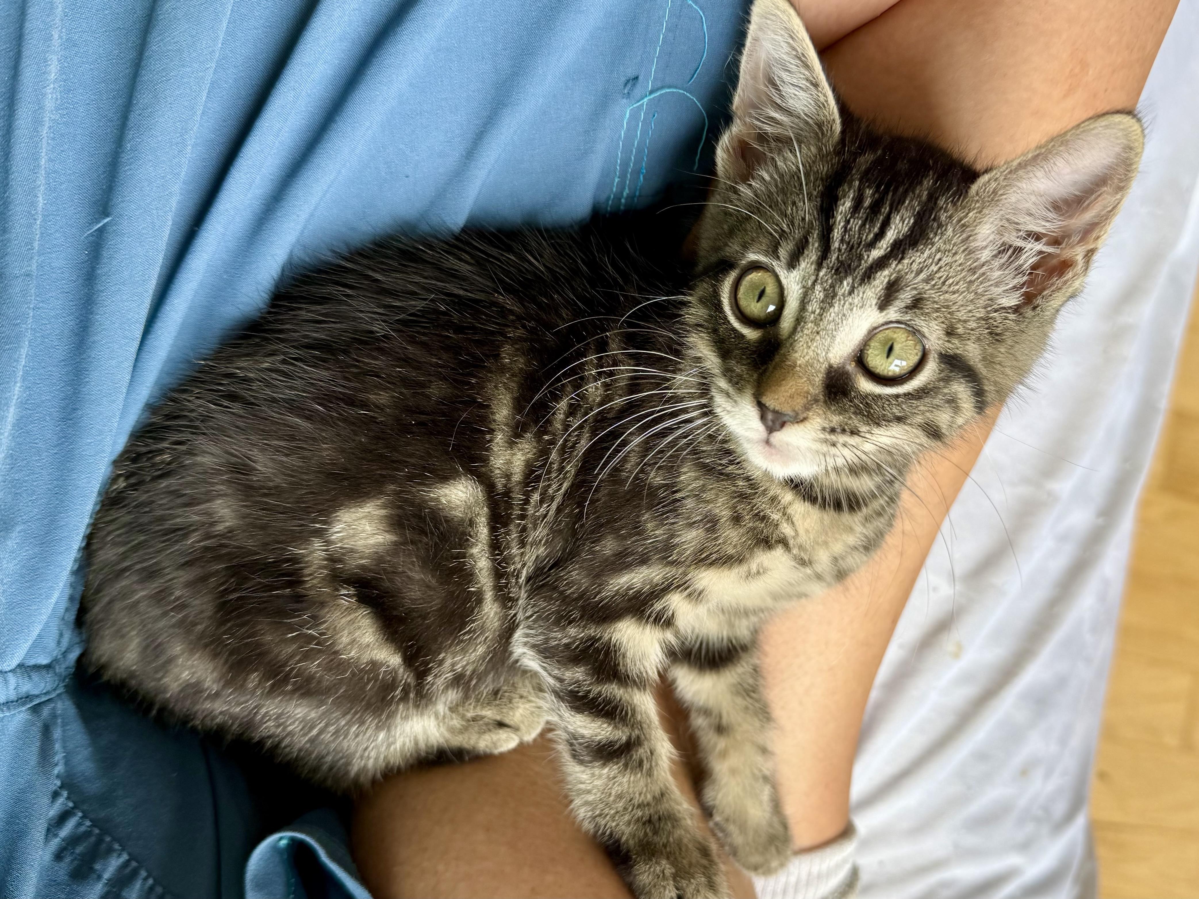 Enlarge Toblerone, a Adoptable Domestic Short Hair in San Francisco, CA image 4/6