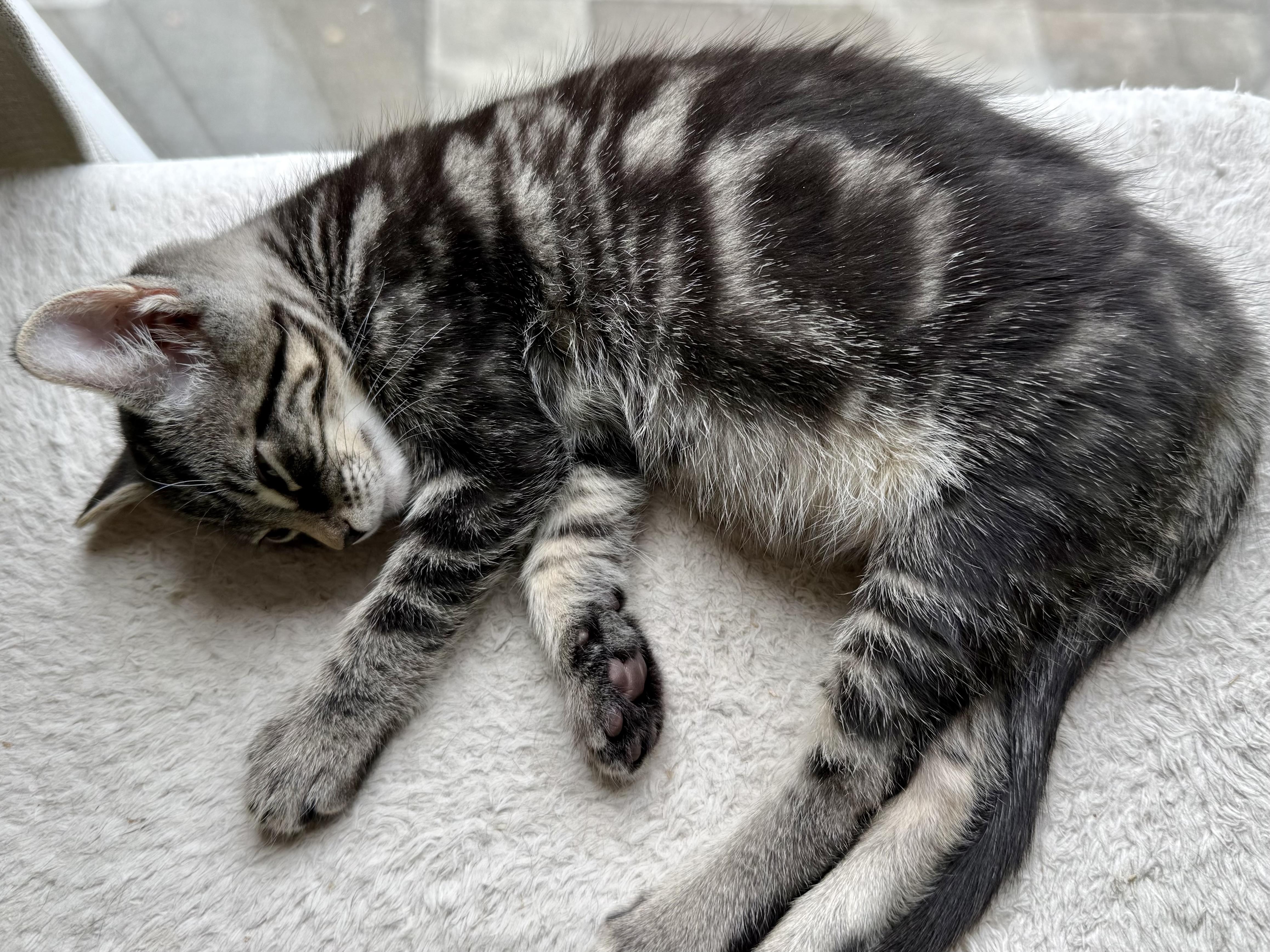 Enlarge Toblerone, a Adoptable Domestic Short Hair in San Francisco, CA image 5/6