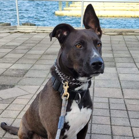 Enlarge Daffney, a Adoptable mixed breed in Bayville, NJ image 1/10