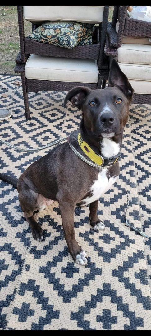 Enlarge Daffney, a Adoptable mixed breed in Bayville, NJ image 2/10