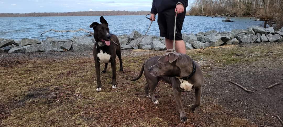 Enlarge Daffney, a Adoptable mixed breed in Bayville, NJ image 3/10