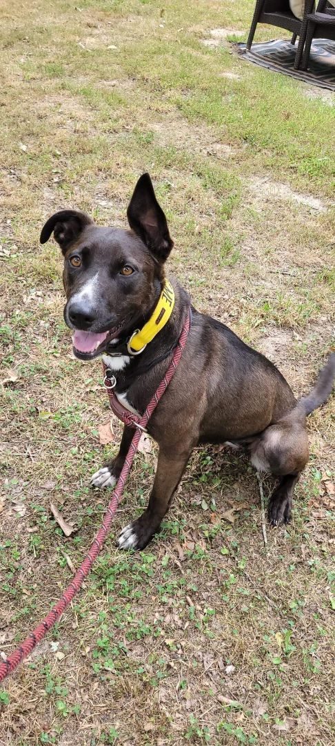 Enlarge Daffney, a Adoptable mixed breed in Bayville, NJ image 4/10
