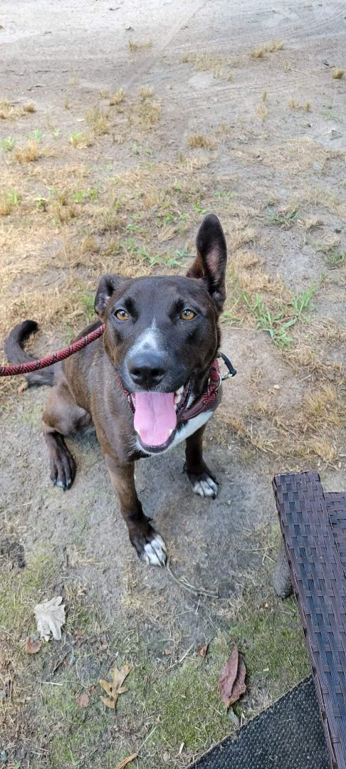Enlarge Daffney, a Adoptable mixed breed in Bayville, NJ image 5/10