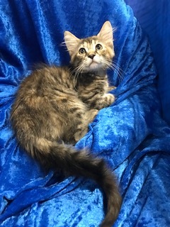 Lyra, a Adoptable Maine Coon in Gainesville, FL image 2/6