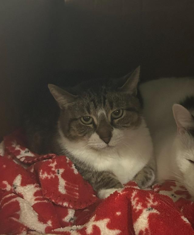 Snooki, Adoptable, Adult Female Domestic Short Hair.