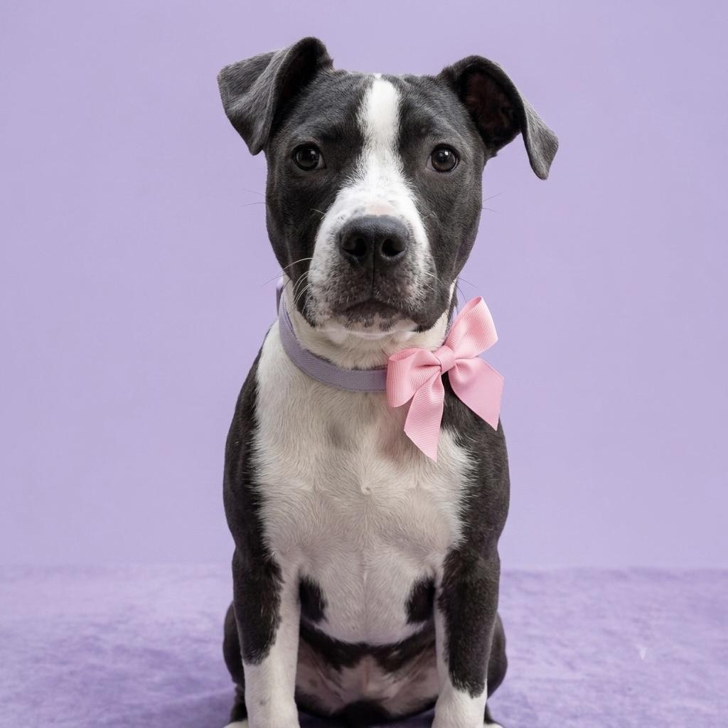 Saucy Santana, an adopted American Staffordshire Terrier in Deltona, FL image 1/2