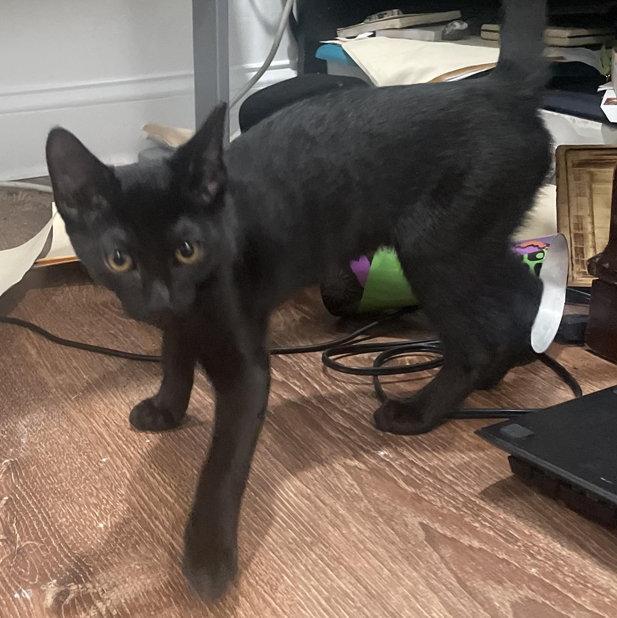 Lord Voldemort, Adopted, Kitten Male Domestic Short Hair.