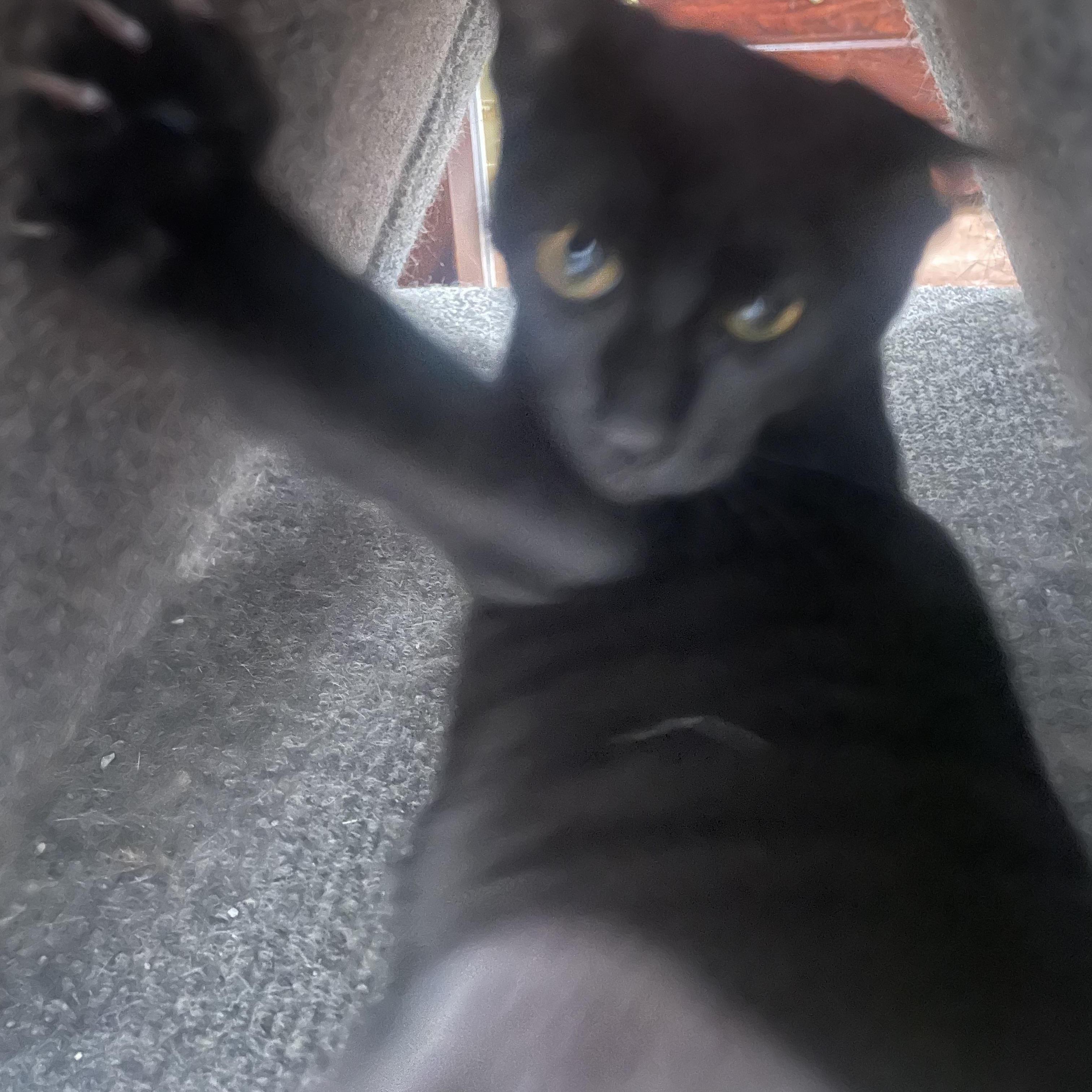 Enlarge Lord Voldemort, a Adopted Domestic Short Hair in Galloway, NJ image 2/3