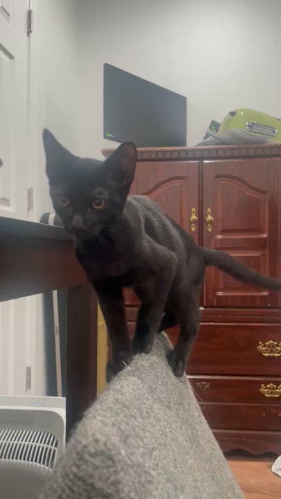 Enlarge Lord Voldemort, a Adopted Domestic Short Hair in Galloway, NJ video 3/3