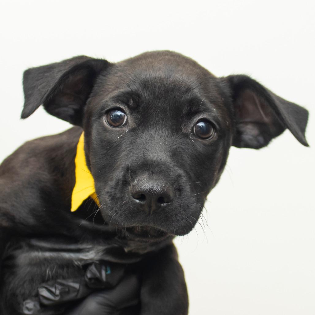 Enlarge Tiana, a Adoptable Mixed Breed in Middletown, RI image 1/1