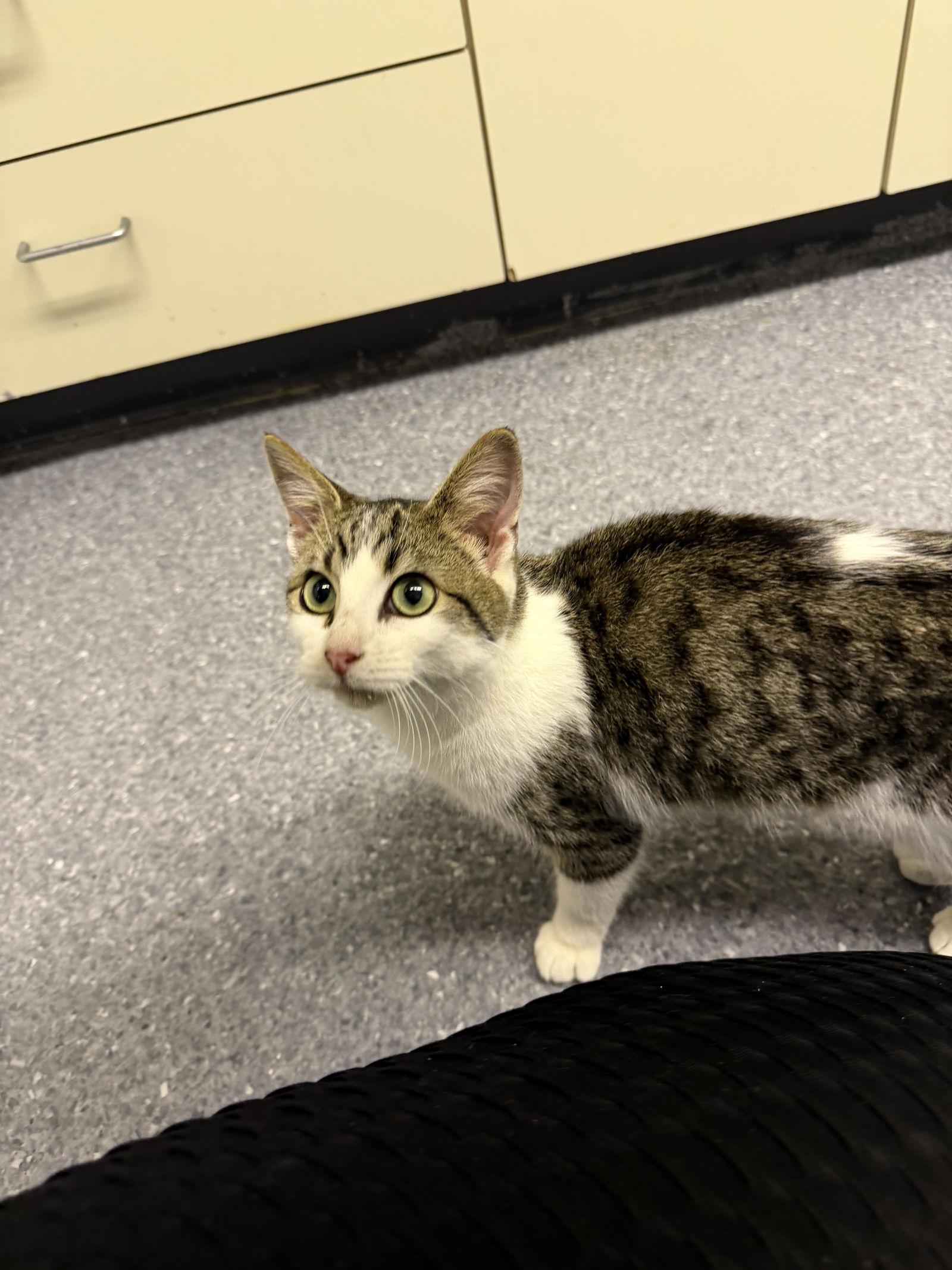 Bobby, Adoptable, Young Male Domestic Short Hair.