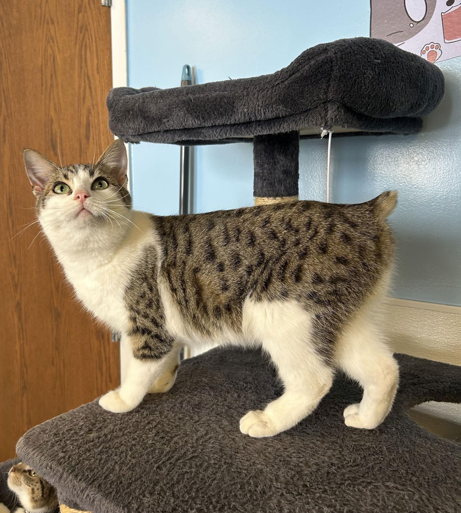 Bobby, Adoptable, Young Male Domestic Short Hair.
