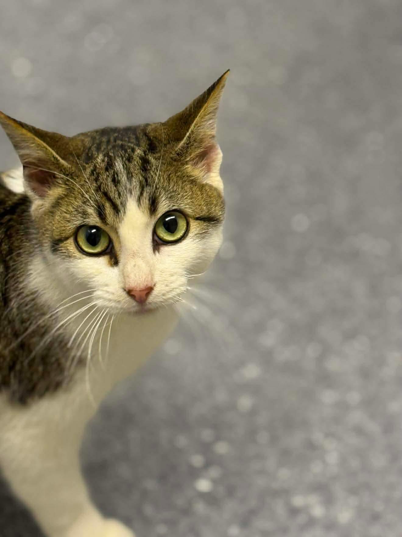 Bobby, a Adoptable Domestic Short Hair in Steeleville, IL image 2/3