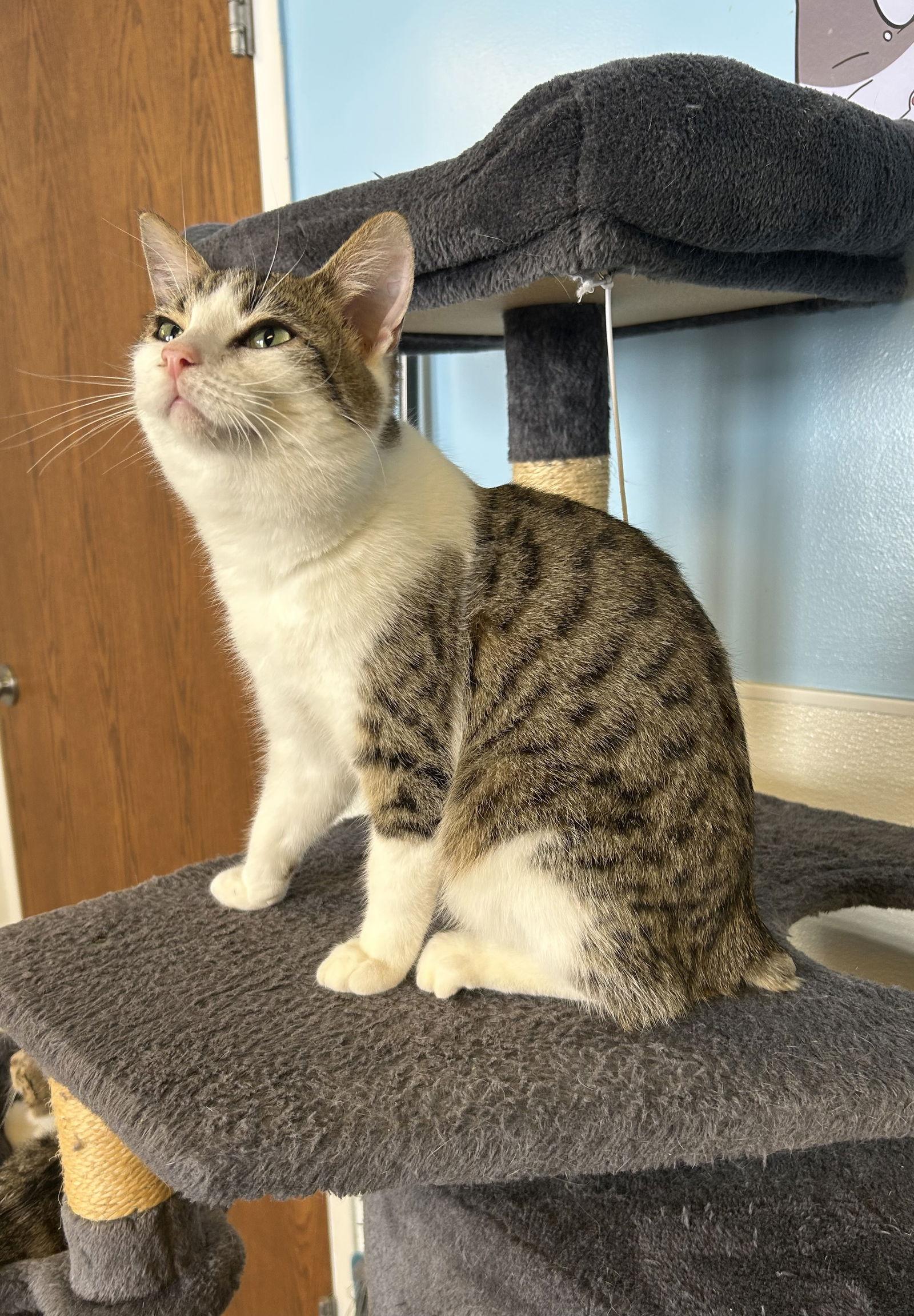 Enlarge Bobby, a Adoptable Domestic Short Hair in Steeleville, IL image 2/3