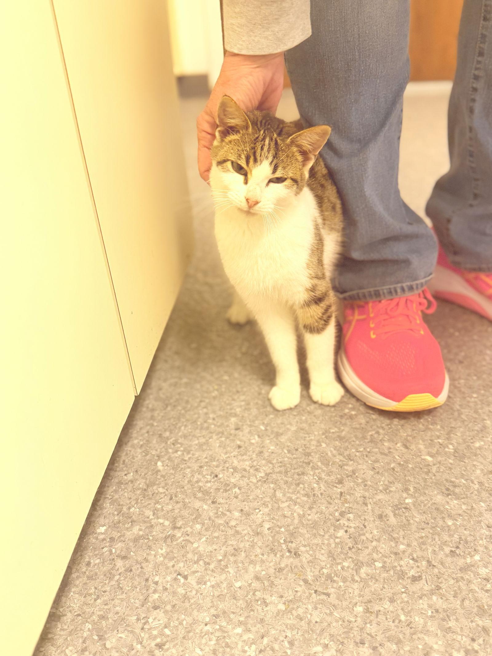 Bobby, a Adoptable Domestic Short Hair in Steeleville, IL image 3/3