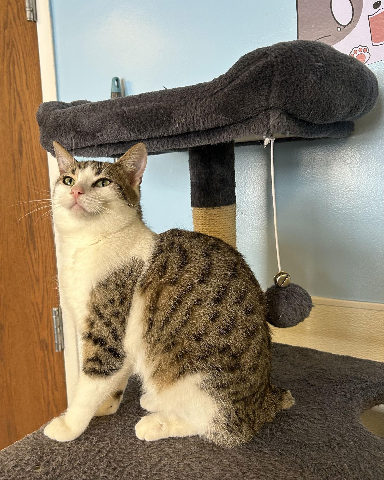 Enlarge Bobby, a Adoptable Domestic Short Hair in Steeleville, IL image 3/3