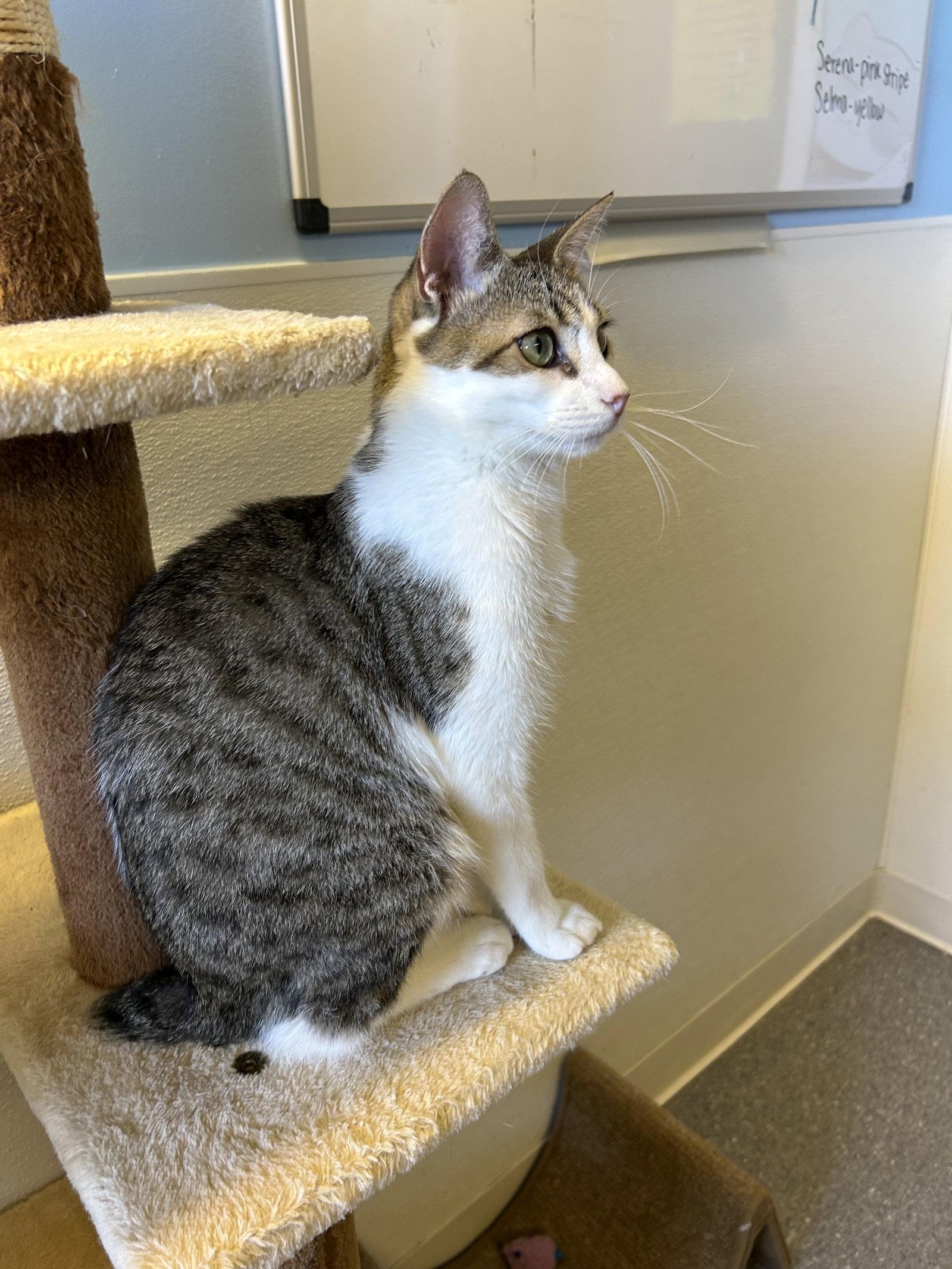 Enlarge Bobby, a Adoptable Domestic Short Hair in Steeleville, IL image 3/3