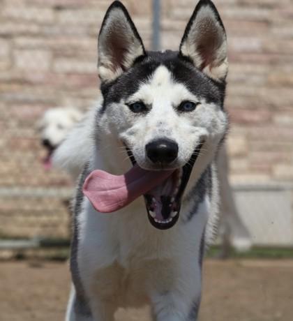 Alaska, a Adoptable mixed breed in Irving, TX image 1/2