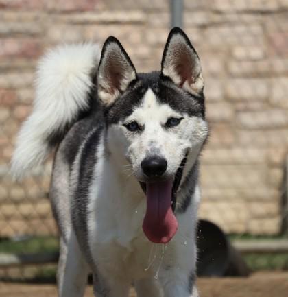 Alaska, Adoptable, Young Male Husky & Mixed Breed.