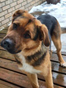 Tommy, ADOPTABLE, Young Male Australian Shepherd.