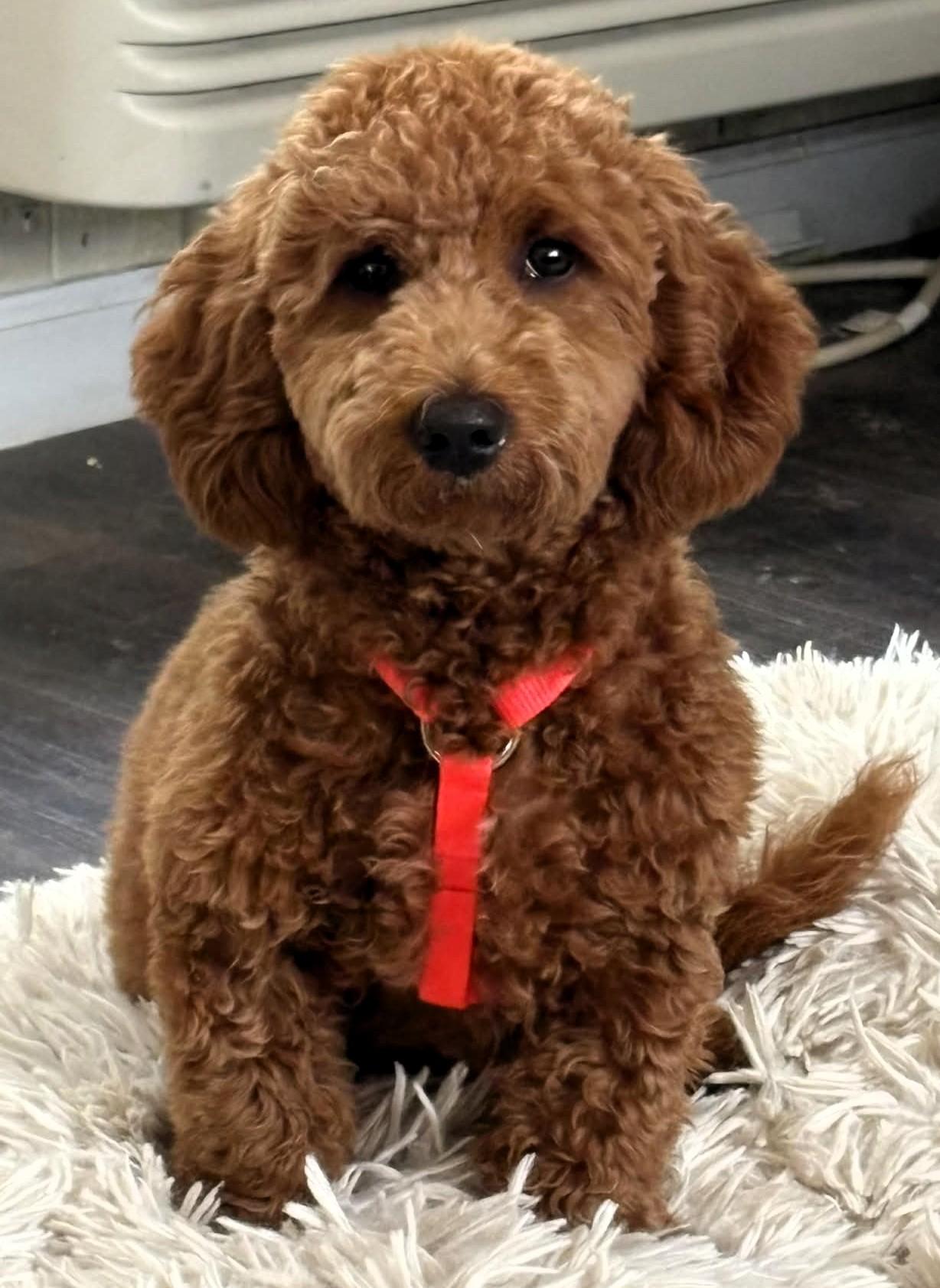 Enlarge Penni, an adopted mixed breed in Frederick, MD image 2/2