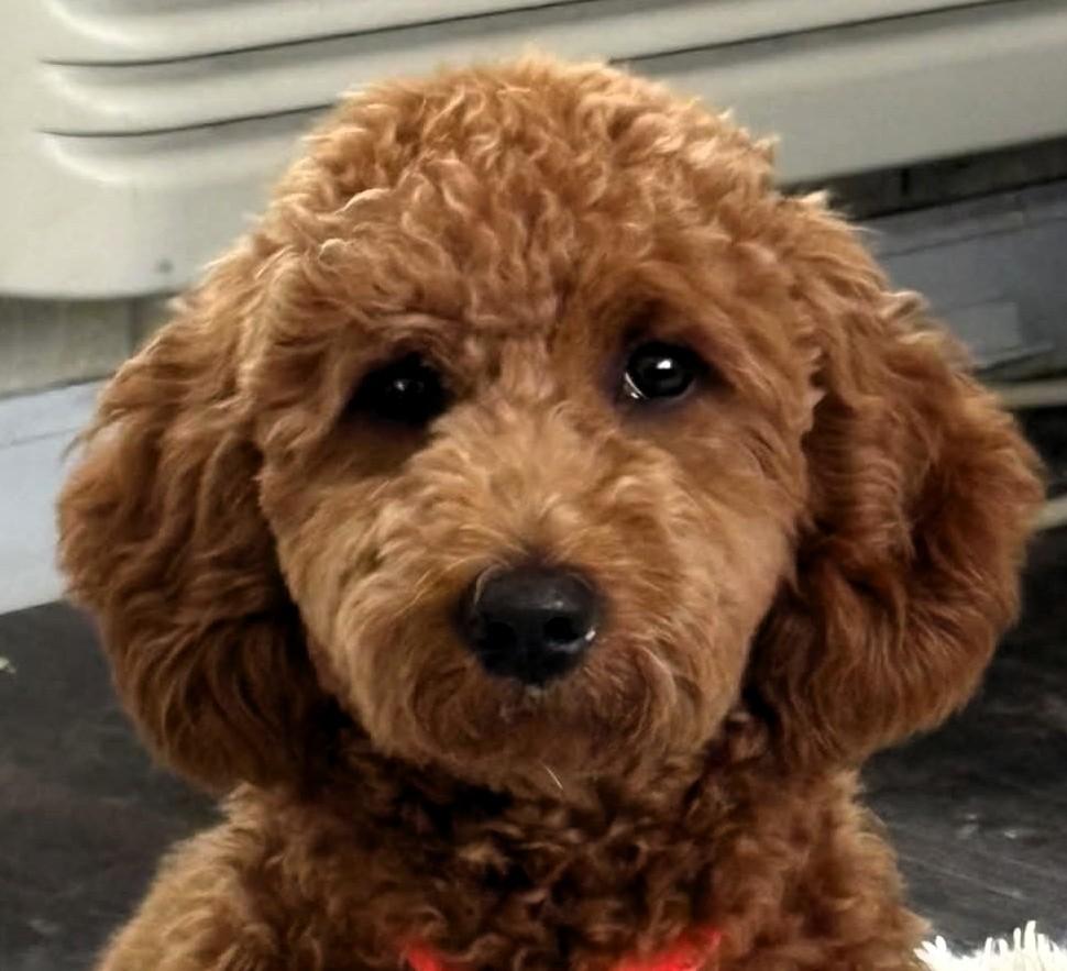 Enlarge Penni, an adopted mixed breed in Frederick, MD image 1/2