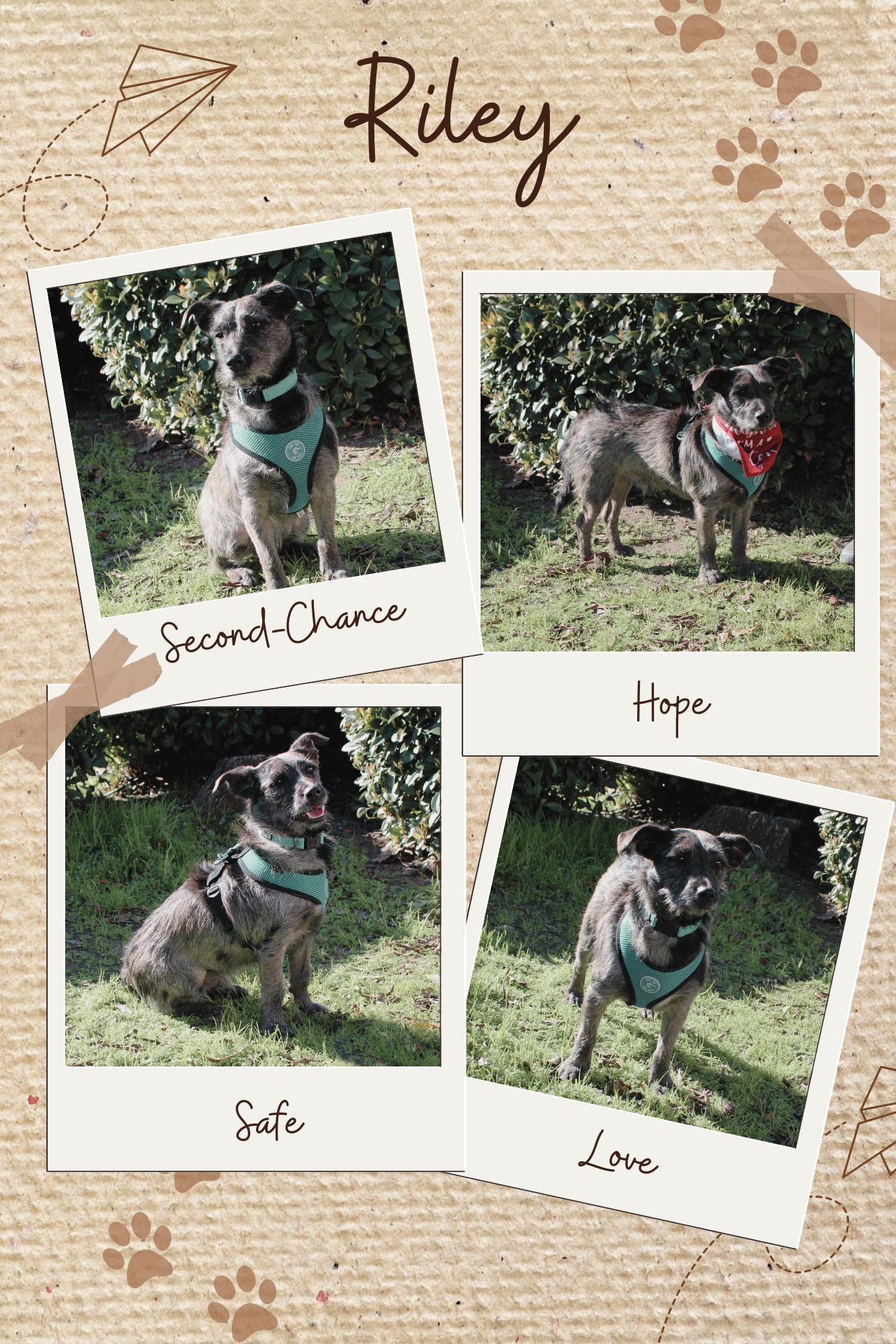 Enlarge Riley, a ADOPTABLE mixed breed in Yuba City, CA image 1/4