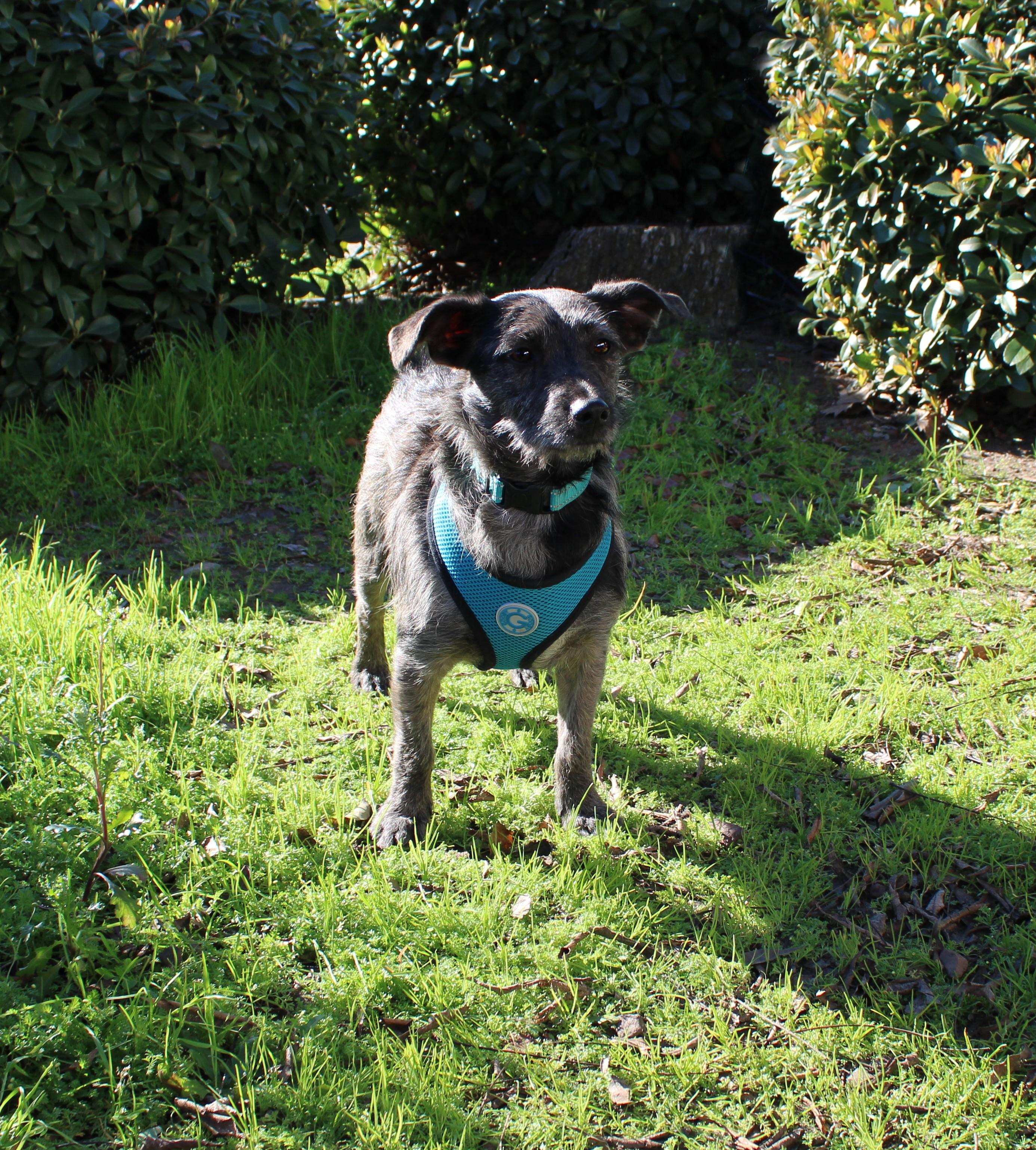 Enlarge Riley, a ADOPTABLE mixed breed in Yuba City, CA image 4/4