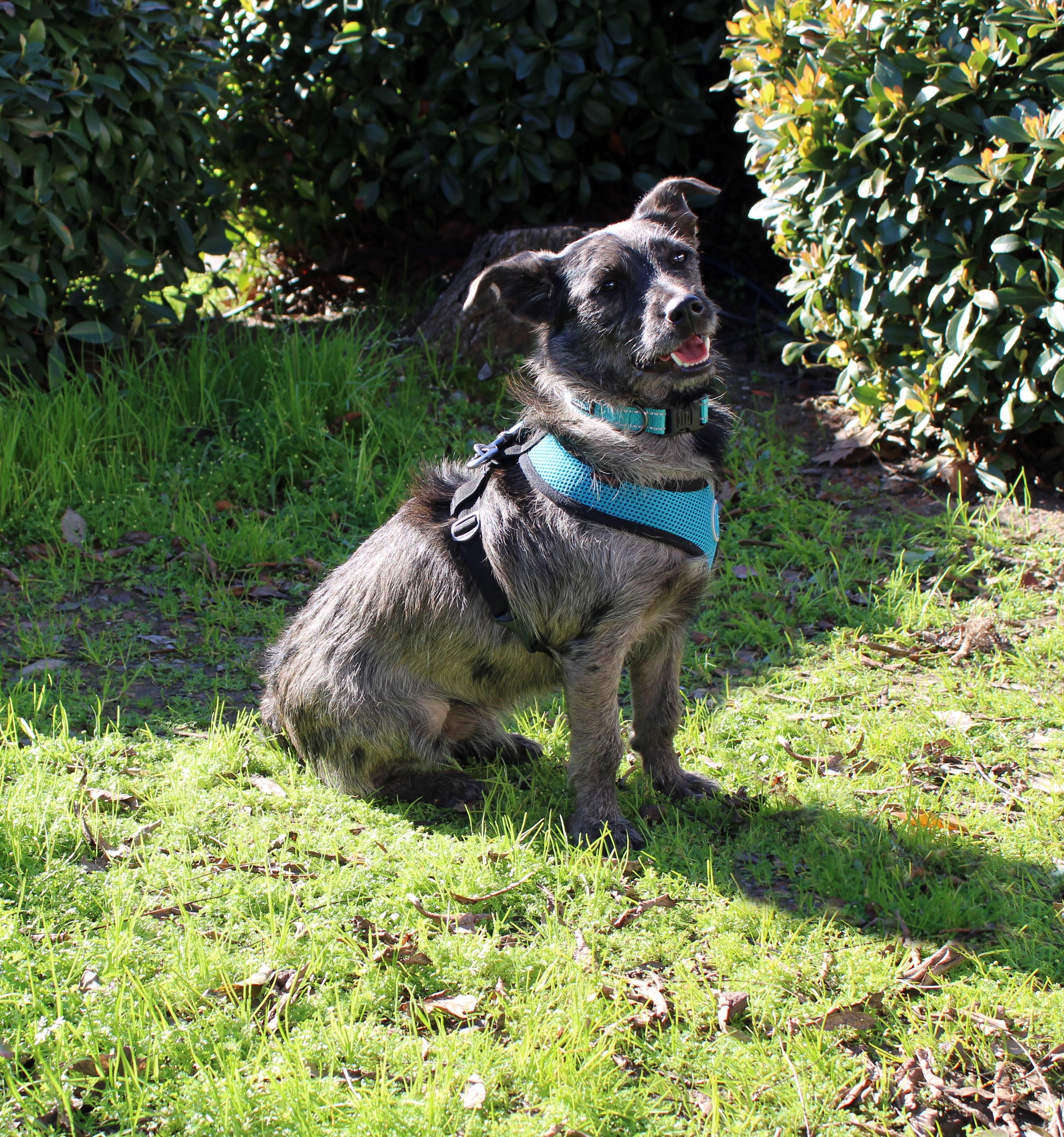 Enlarge Riley, a ADOPTABLE mixed breed in Yuba City, CA image 2/4