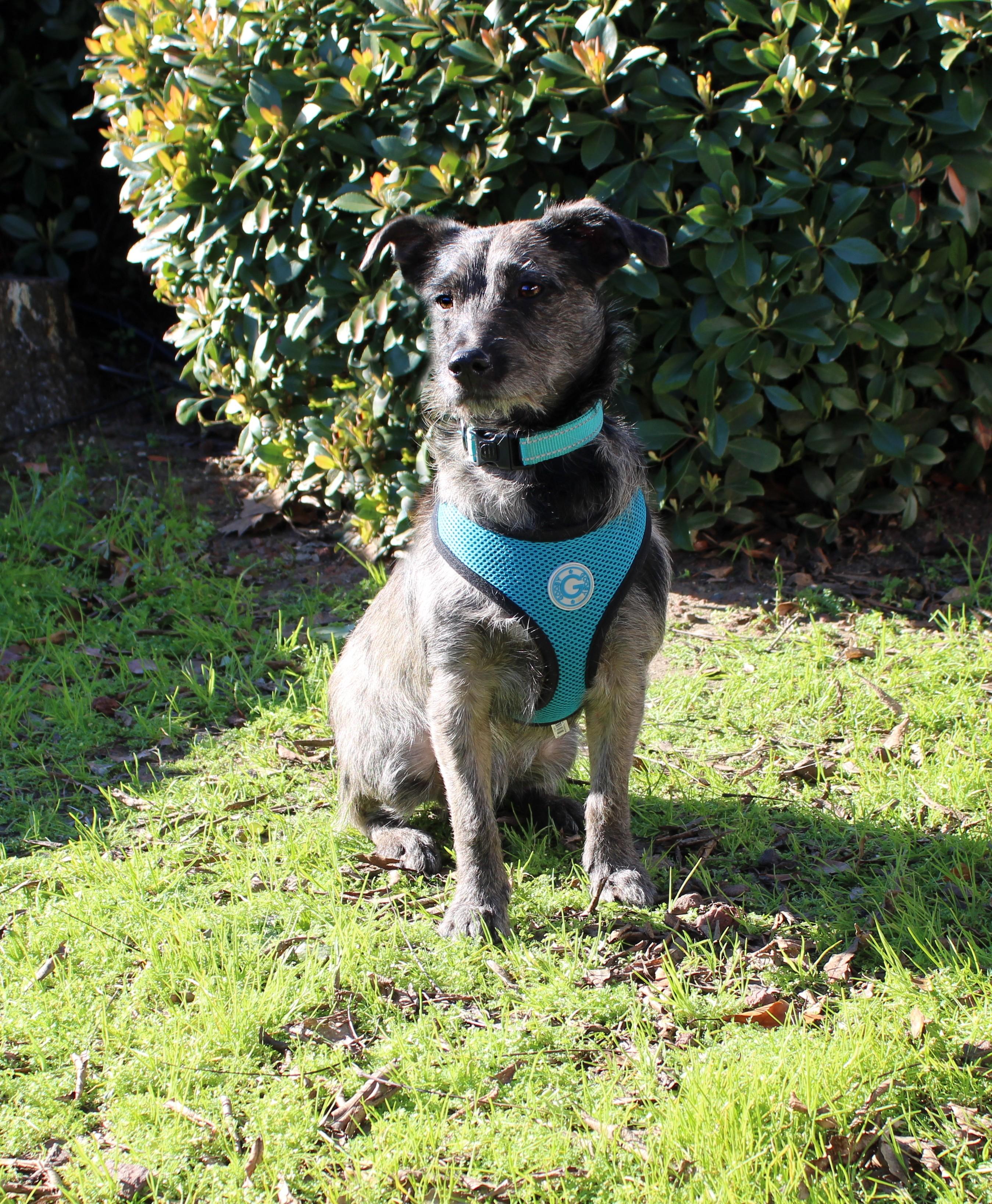 Enlarge Riley, a ADOPTABLE mixed breed in Yuba City, CA image 3/4