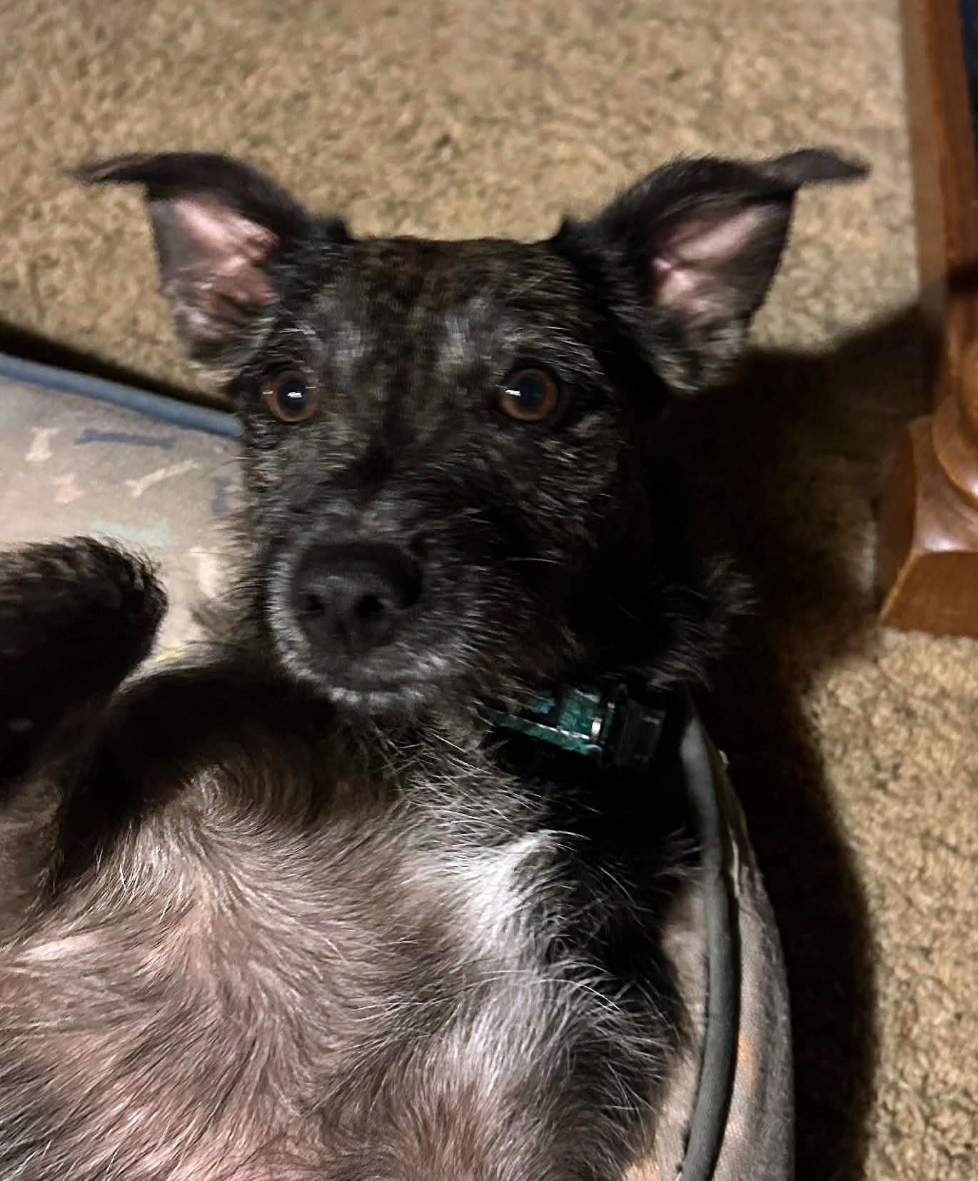 Enlarge Riley, a ADOPTABLE mixed breed in Yuba City, CA image 3/5