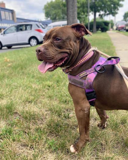 King, Adoptable, Adult Male Pit Bull Terrier & Mixed Breed.