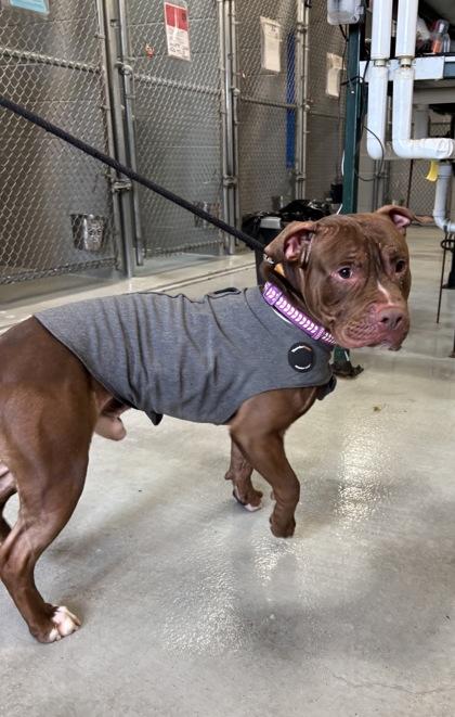 King, a Adoptable mixed breed in Hamilton, NJ image 2/3