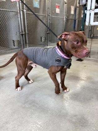 King, a Adoptable mixed breed in Hamilton, NJ image 3/3