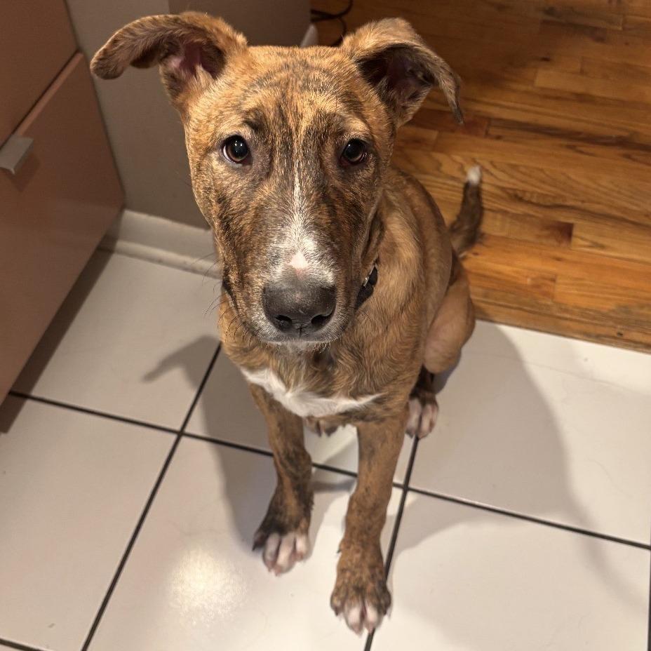 Enlarge Baloo, an adopted mixed breed in Chicago, IL image 3/4