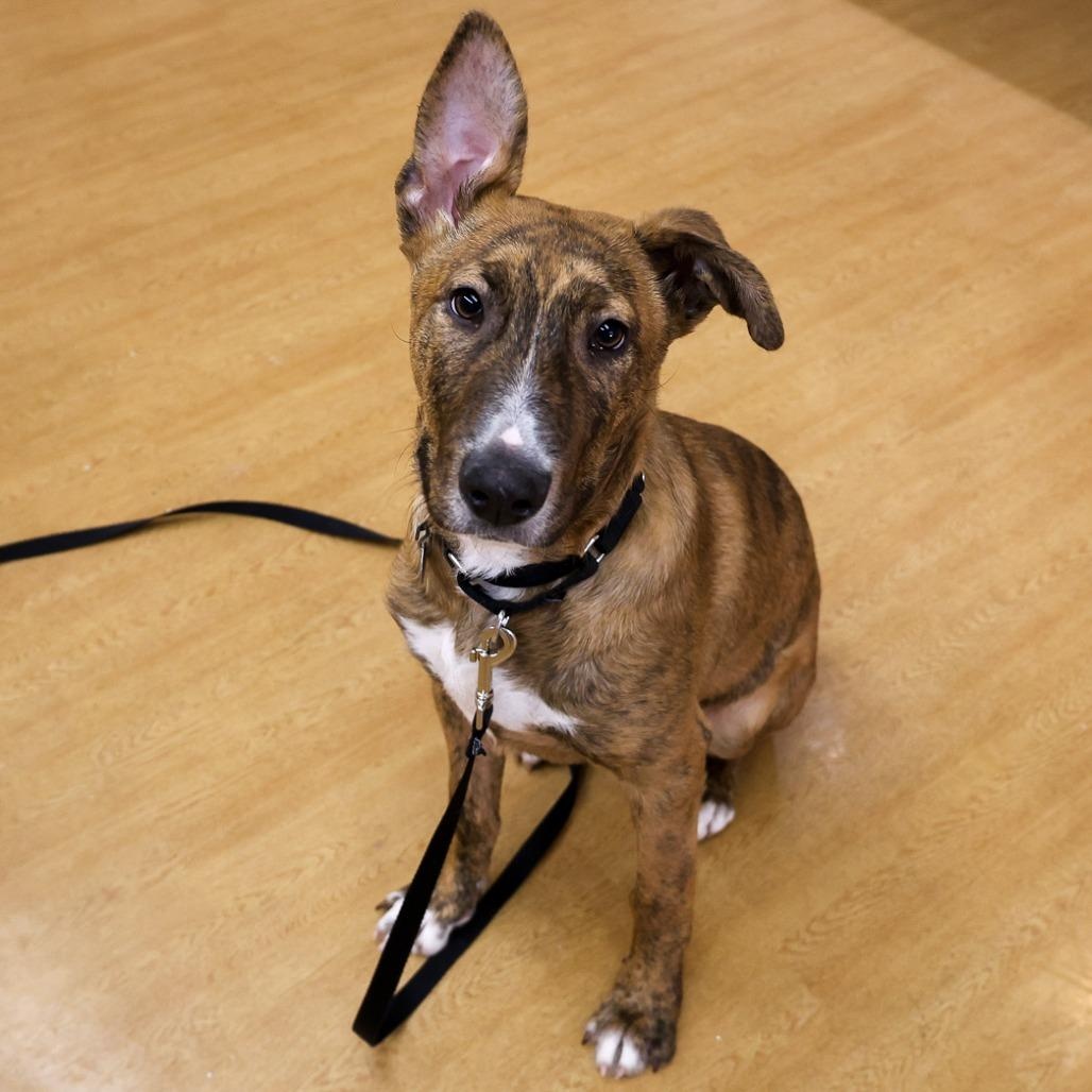 Enlarge Baloo, an adopted mixed breed in Chicago, IL image 1/4