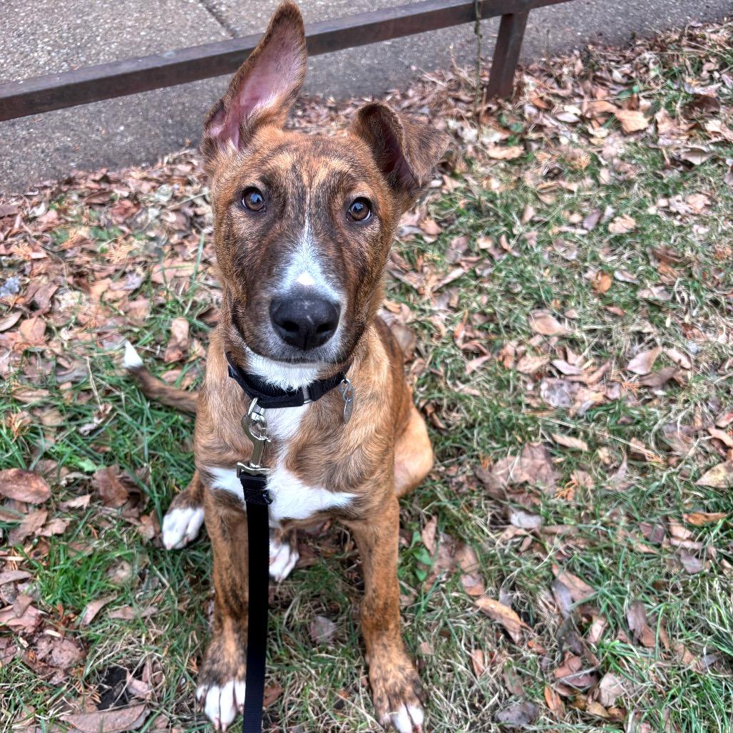 Enlarge Baloo, an adopted mixed breed in Chicago, IL image 4/4