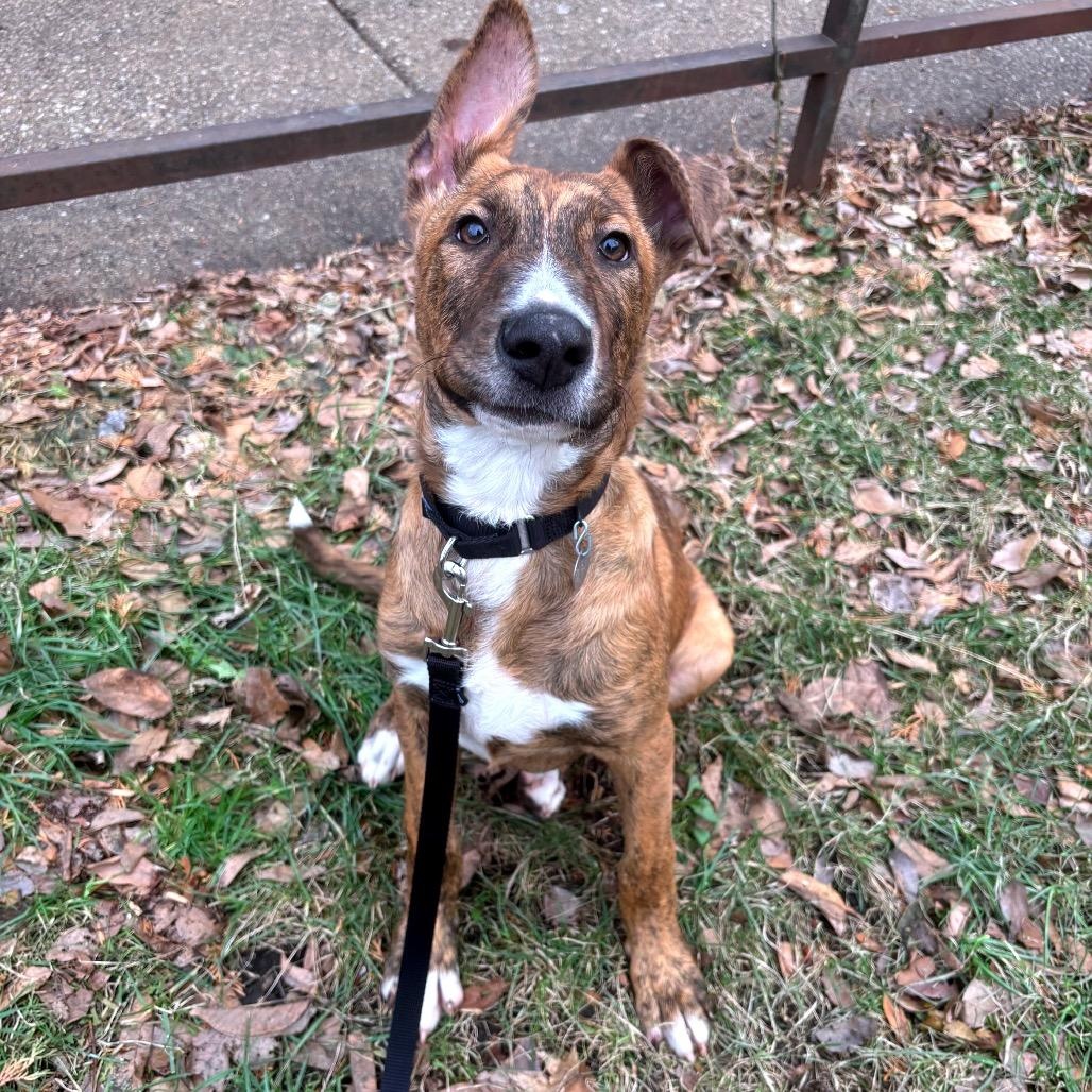 Enlarge Baloo, an adopted mixed breed in Chicago, IL image 2/4