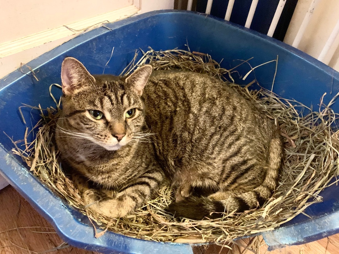 Anika, Adoptable, Adult Female American Shorthair.