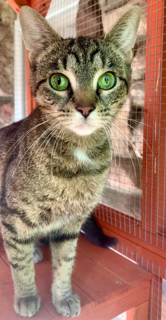 Anika, a Adoptable American Shorthair in Salisbury Mills, NY image 2/4