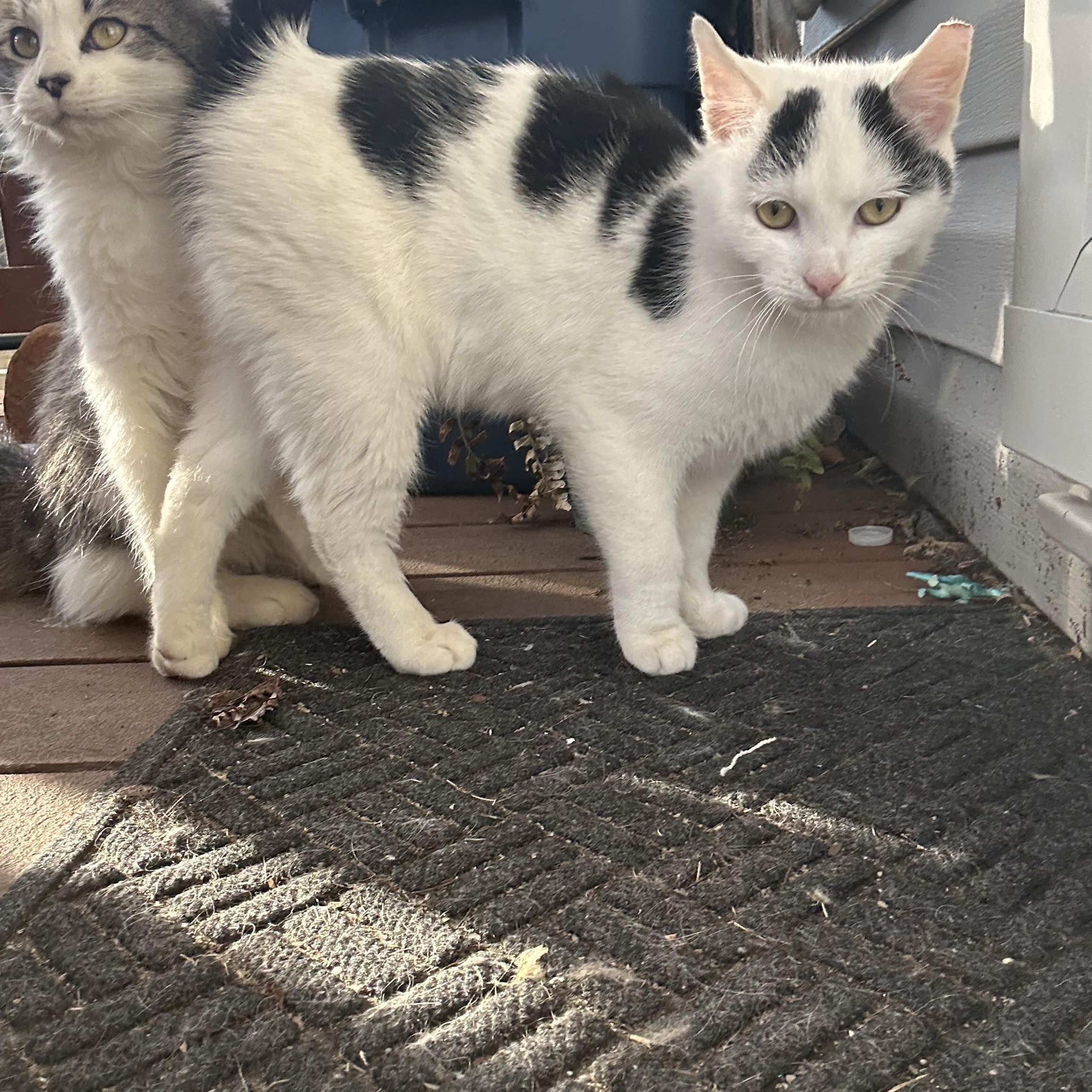 Enlarge Oreo, a ADOPTABLE Domestic Short Hair in Greensboro, NC image 1/3