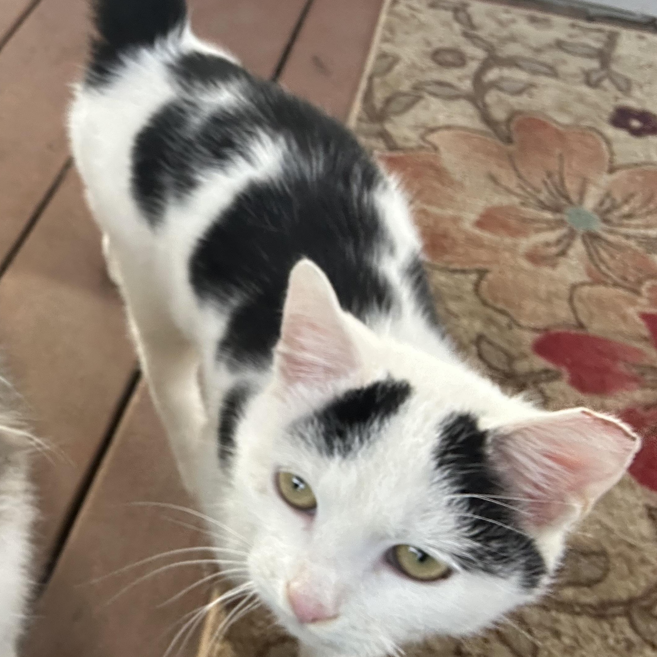 Enlarge Oreo, a ADOPTABLE Domestic Short Hair in Greensboro, NC image 3/3