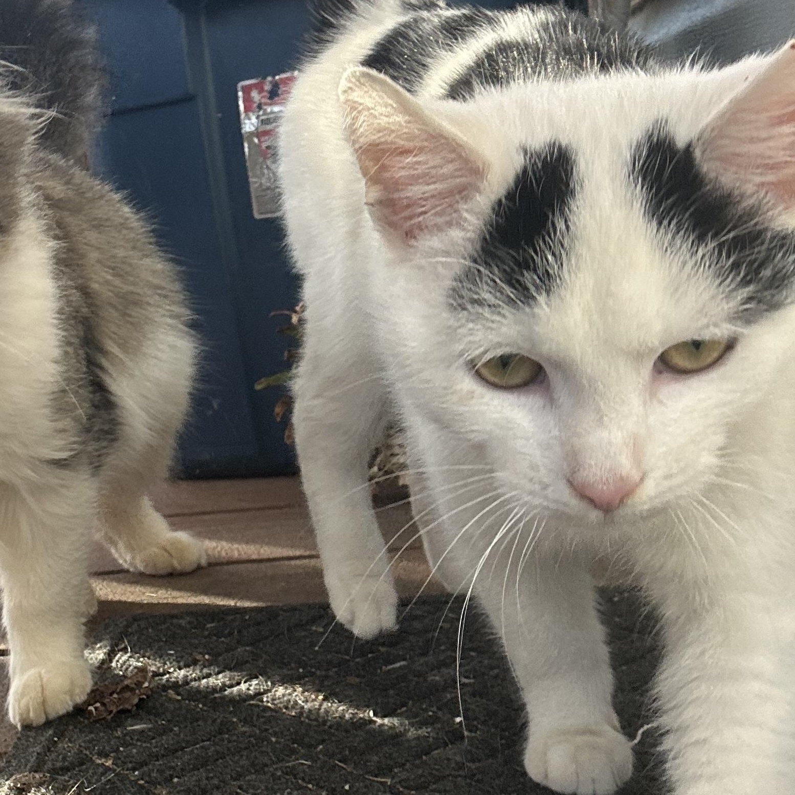 Enlarge Oreo, a ADOPTABLE Domestic Short Hair in Greensboro, NC image 2/3