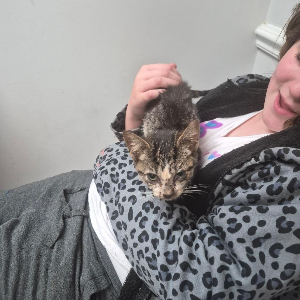 Riley, Adoptable, Kitten Male Domestic Short Hair.