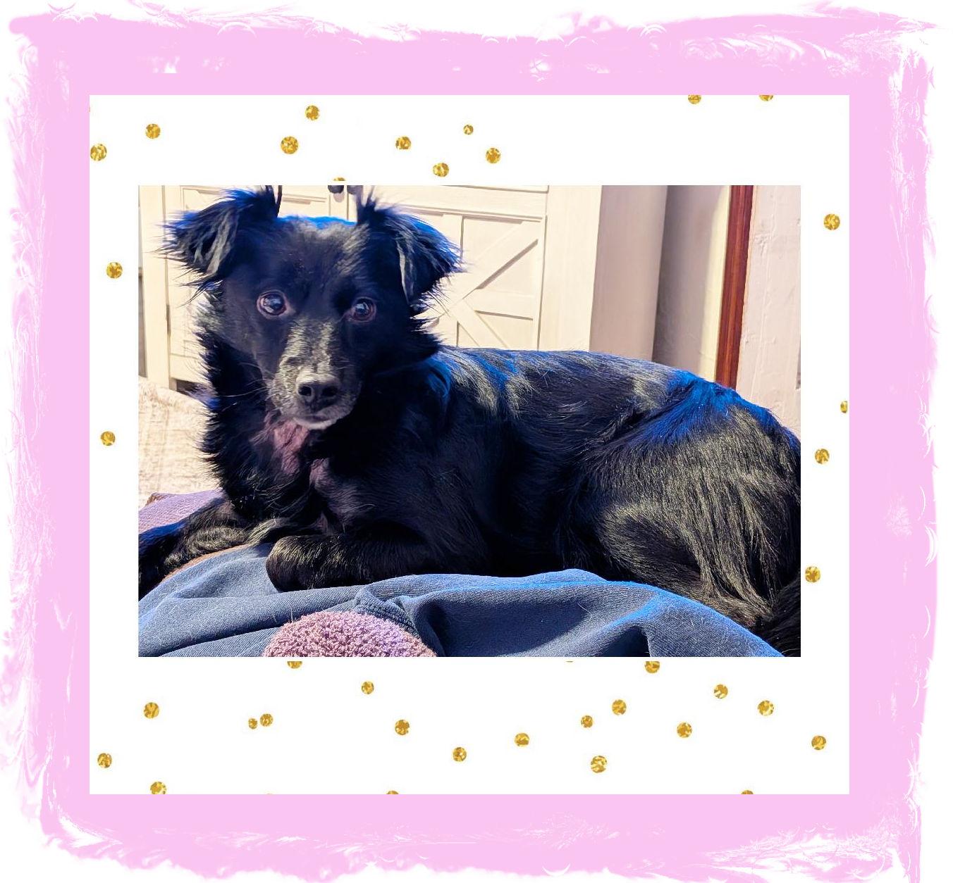 Enlarge Sophie, a ADOPTABLE Spaniel in Lake Geneva, WI image 1/6