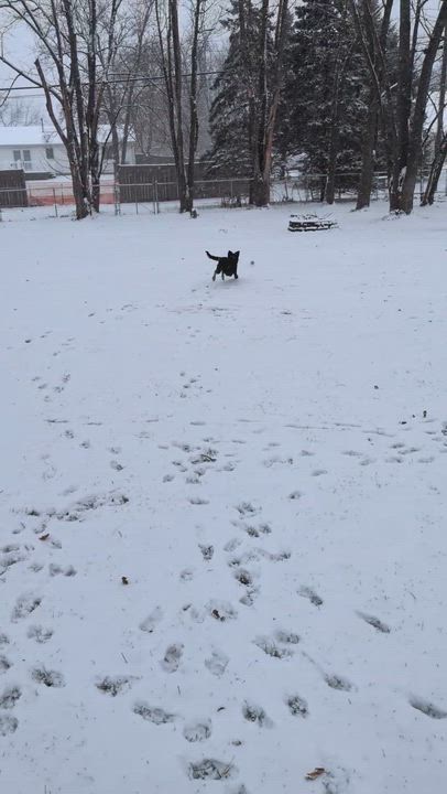 Enlarge Sophie, a ADOPTABLE Spaniel in Lake Geneva, WI video 5/6