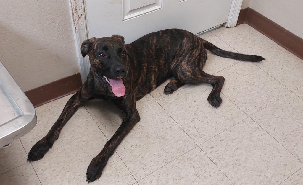 Tina, Adoptable, Young Female Catahoula Leopard Dog.