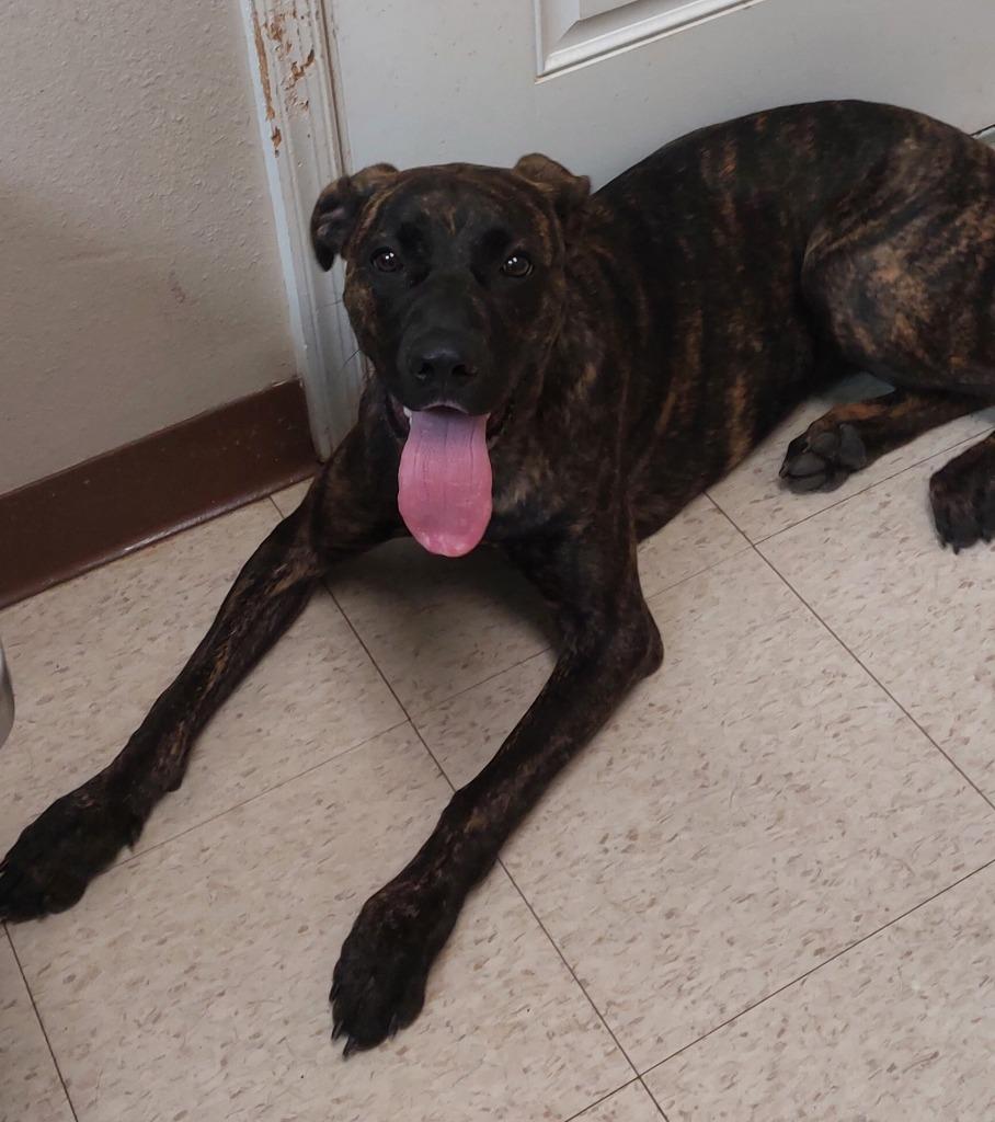 Enlarge Tina, a Adoptable mixed breed in Mocksville, NC image 2/4